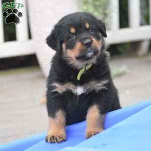 August, Rottweiler Mix Puppy